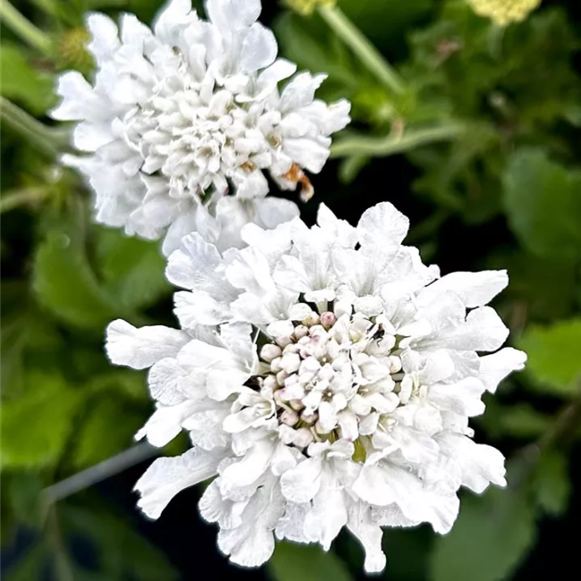 Scabiosa columbaria &