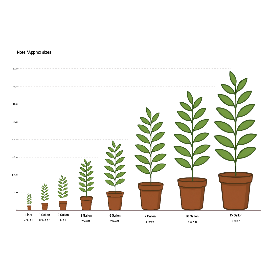 Ein Shemer Apple Tree
