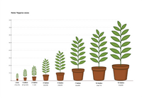 Plant size chart showing growth stages for Surh Anor Pomegranate Tree