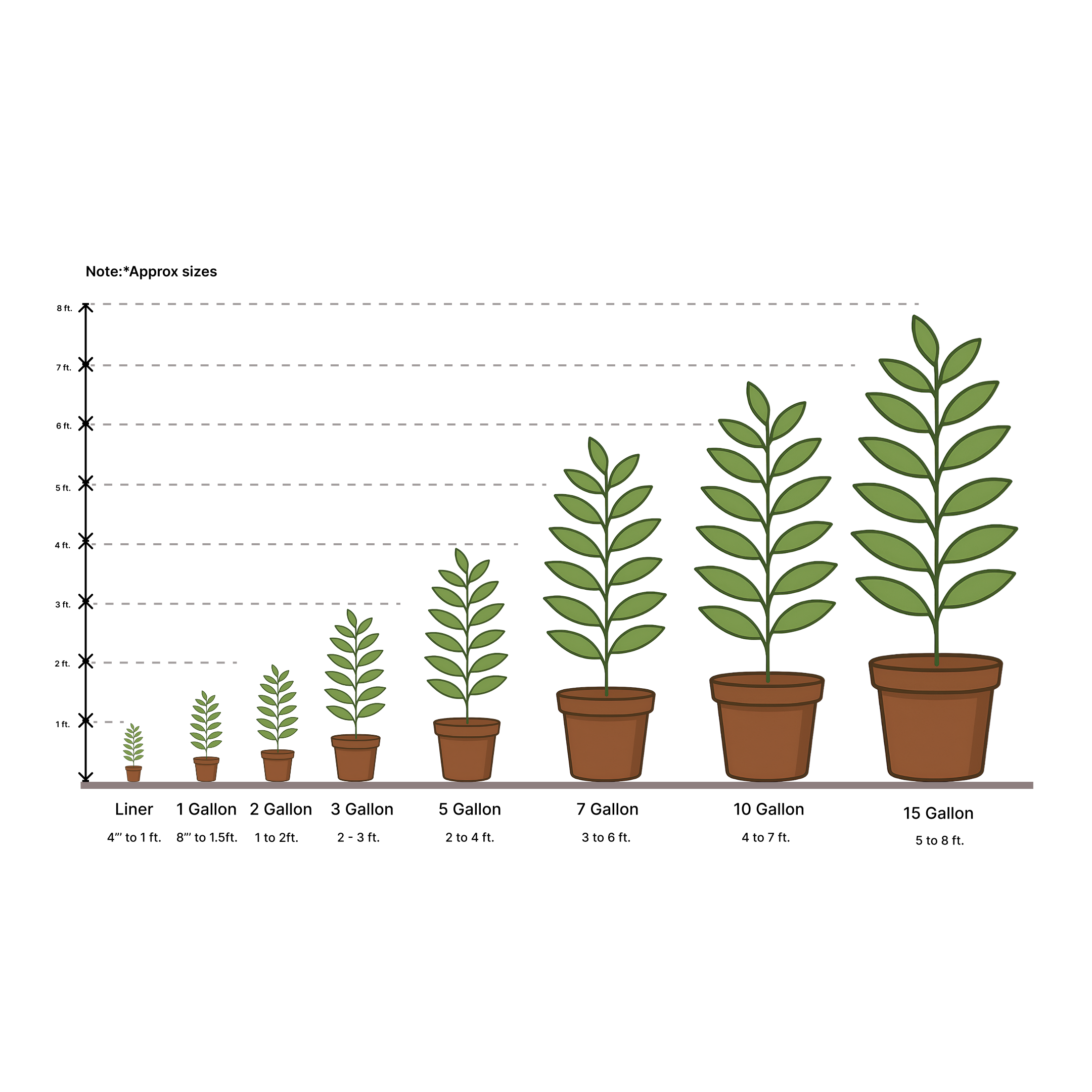 Rosmarinus officinalis &