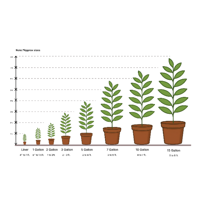 succulent size chart Sedum rupestre 'Angelina'