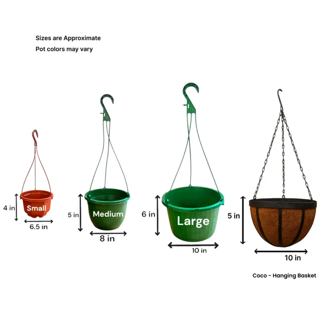Hanging planter size guide showing dimensions for small medium large hanging baskets