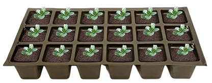 Chocolate Chip Bugleweed