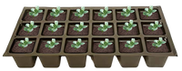 Chocolate Chip Bugleweed - [EG]