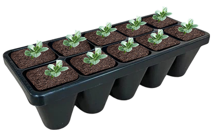 flat pots for plants Buy Delosperma Hot Cake Saucy Strawberry Plants & Trees Online