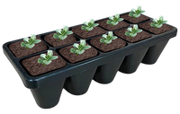 Bulk Ajuga Bronze Beauty groundcover set
