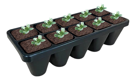 Vinca Minor Illumination 10 count flat of 4&quot; pots