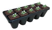 Vinca minor ‘Illumination’ (Lesser Periwinkle) (10)ct Flat  of 4" pot