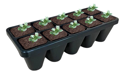 Chocolate Chip Bugleweed