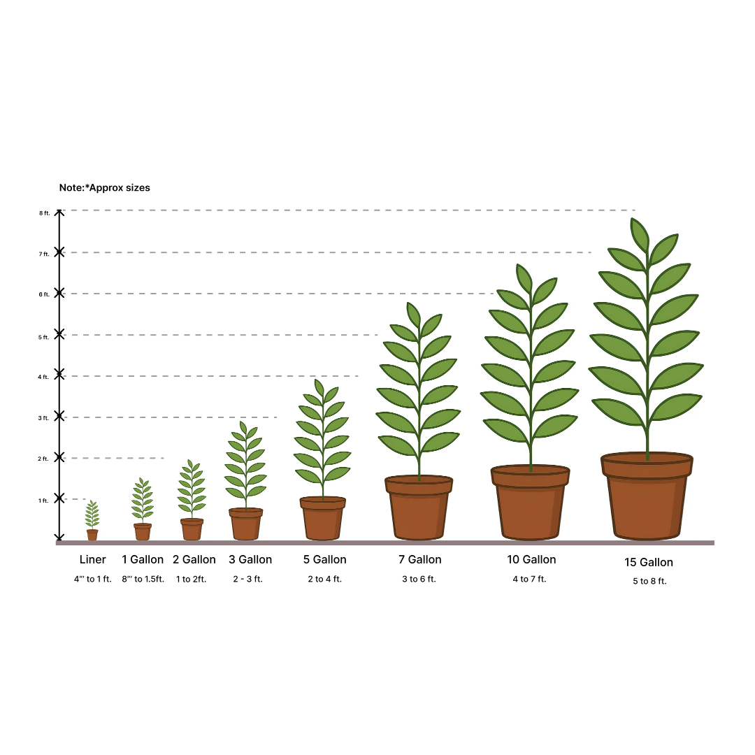 Bordeaux Fig Tree visual planting instructions
