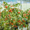 Tomato Plants