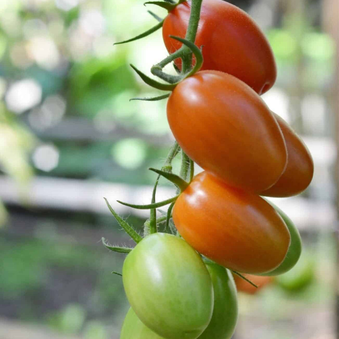 Tomato Plant &