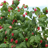 Caroline Raspberry