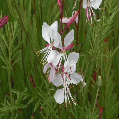 Gaura lindheimeri &