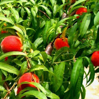 Gulf King Peach