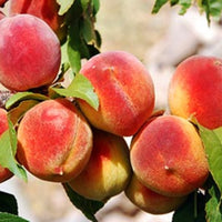 Gulf King Peach