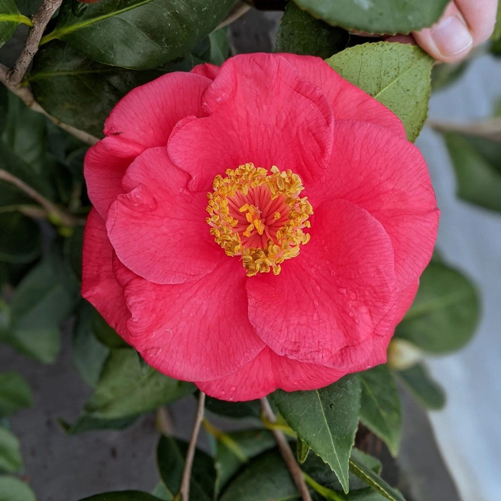 Gunsmoke Camellia