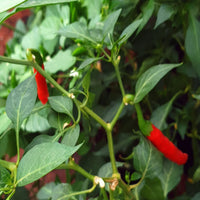Guntur Chilli Plant