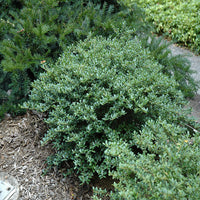 Helleri Holly