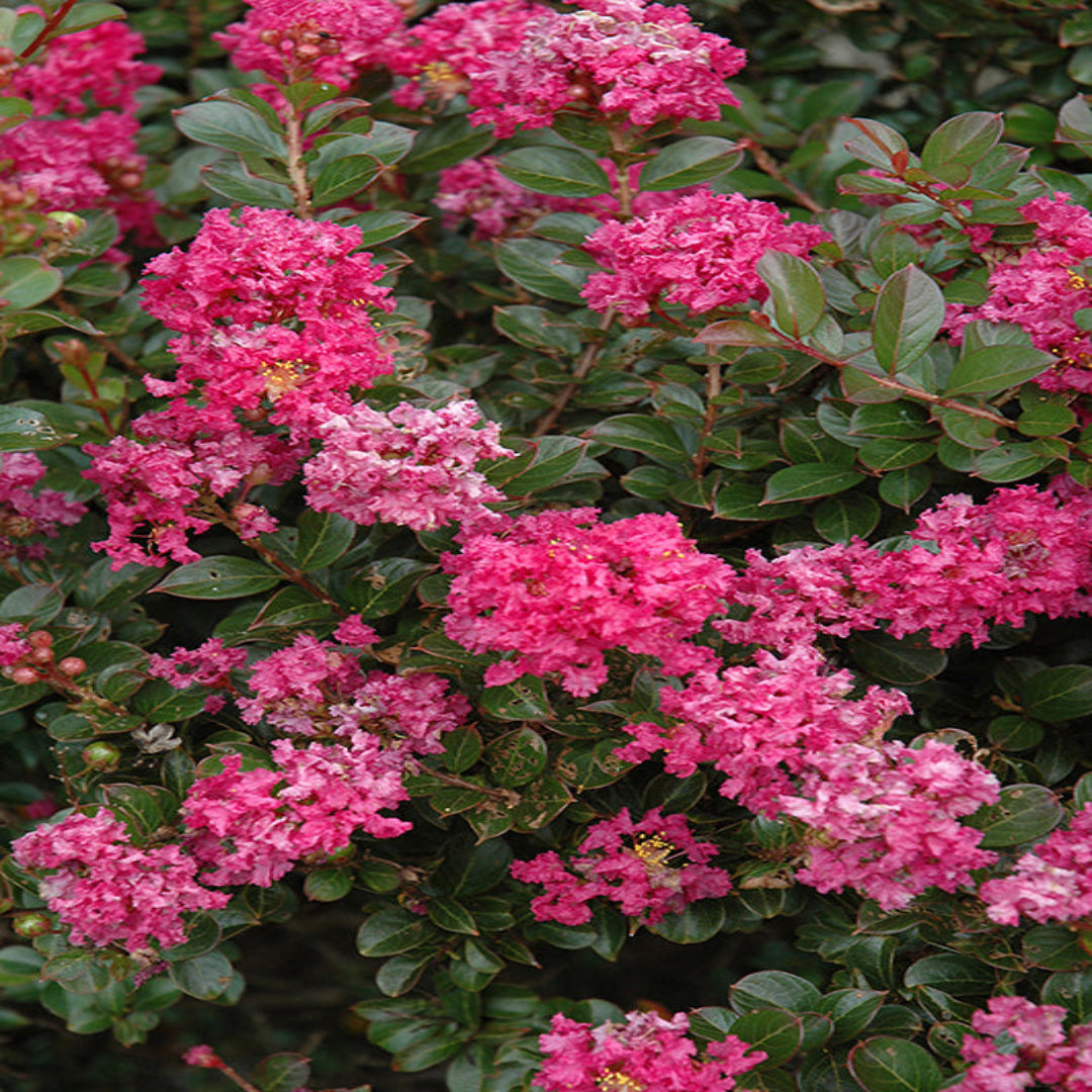Healthy potted Dwarf Crape Myrtle shrub close-up