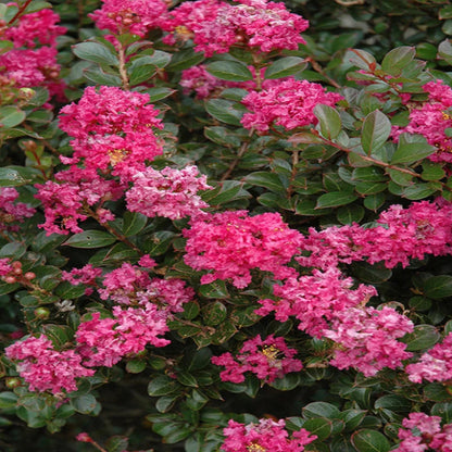 Crape myrtle Pocomoke plant in nursery container