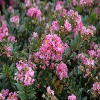 Dazzle Me Pink Crapemyrtle