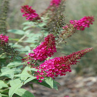 Li'l Rberry Butterfly Bush
