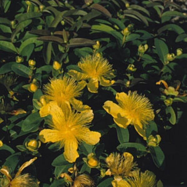 Hypericum Calycinum St. John’s Wort