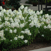 Sweet Summer Panicle Hydrangea Bush in Full Bloom