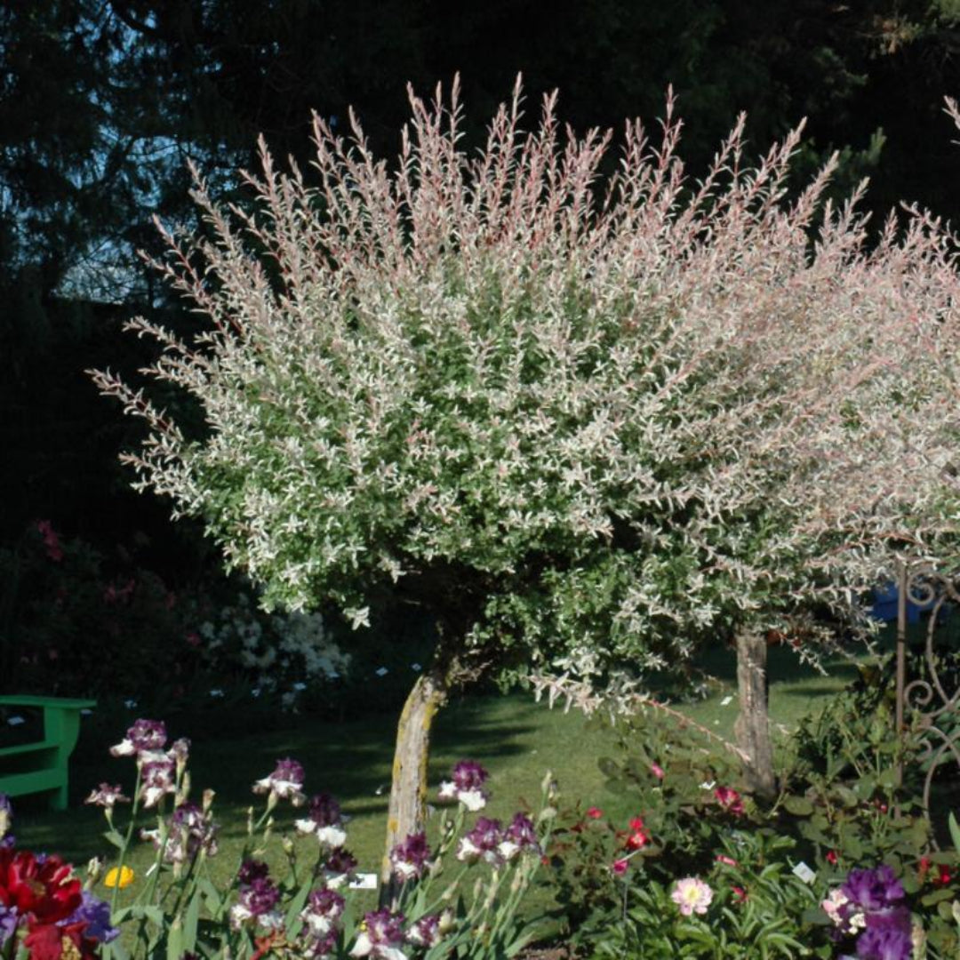 Hakuro-Nishiki Willow Tree