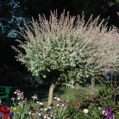 Hakuro-Nishiki Willow Tree