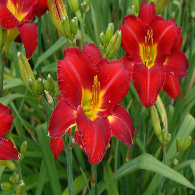 Hemerocallis Chicago Apache Daylily - [EG]