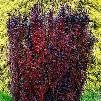 Barberry 'Helmond Pillar'