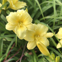 Hemerocallis Rainbow Rhythm 'Going Bananas' PP17164 Daylily