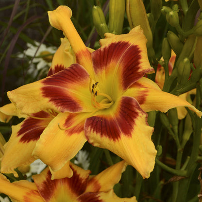 Hemerocallis Rainbow Rhythma Tiger Swirl Daylily - [EG]
