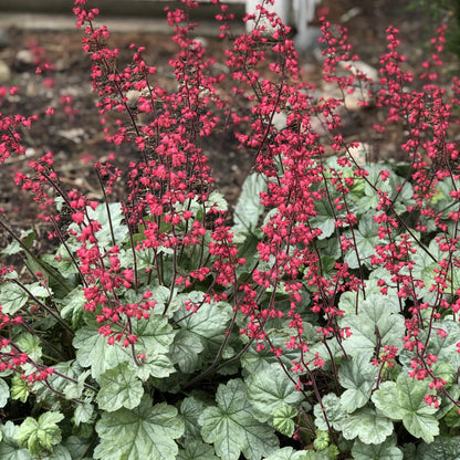 Heuchera Dolce &