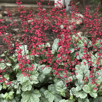 Heuchera Dolce 'Spearmint' Coral Bells - [EG]