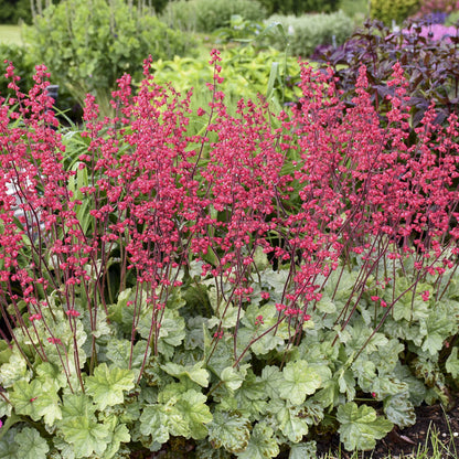 Heuchera Dolce &