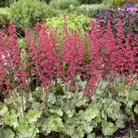 Heuchera Dolce 'Spearmint' Coral Bells - [EG]