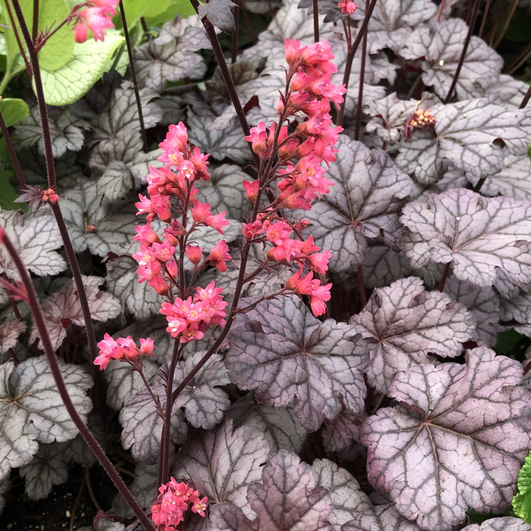 Heuchera &