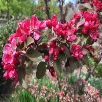 Profusion Crabapple Tree