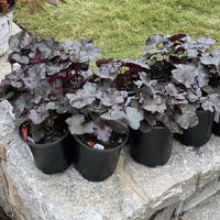 Heuchera 'Obsidian' Coral Bells