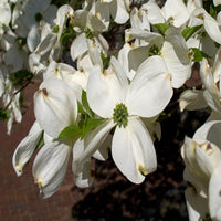 White flowering Cloud Nine Dogwood Tree