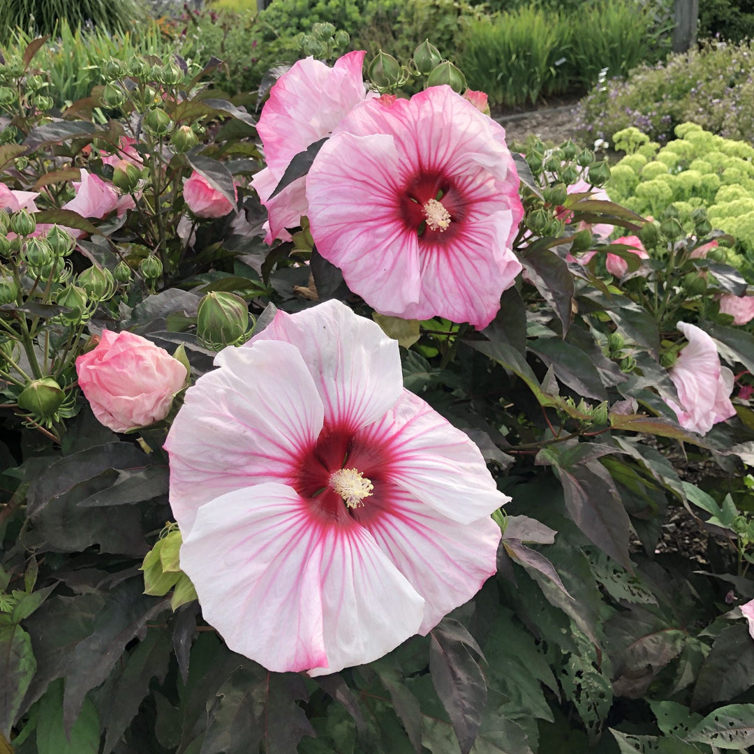 Buy Cherry Choco Latte Hibiscus PPAF Plants & Trees Online