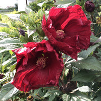 Hibiscus Summerific 'Valentine's Crush' - [EG]