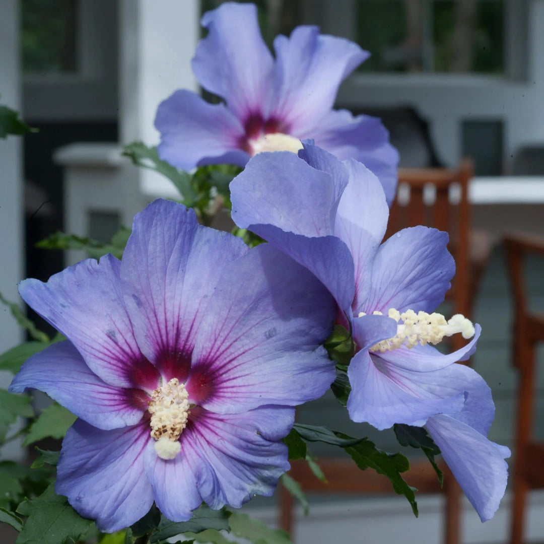 Bluebird Rose of Sharon Hibiscus Shrub