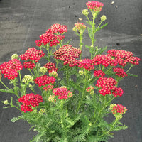 Achillea New Vintage Series 'Red' - [EG]