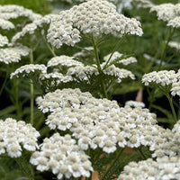 Achillea New Vintage Series 'White' - [EG]