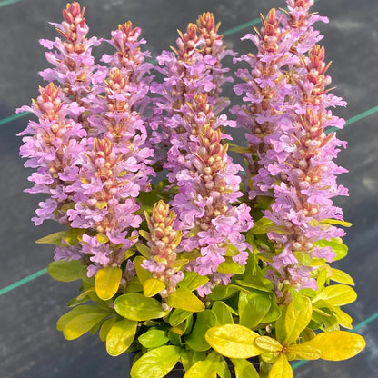 Ajuga Feathered Friend &