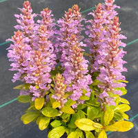 Ajuga Feathered Friend 'Raspberry Wren' Bugleweed